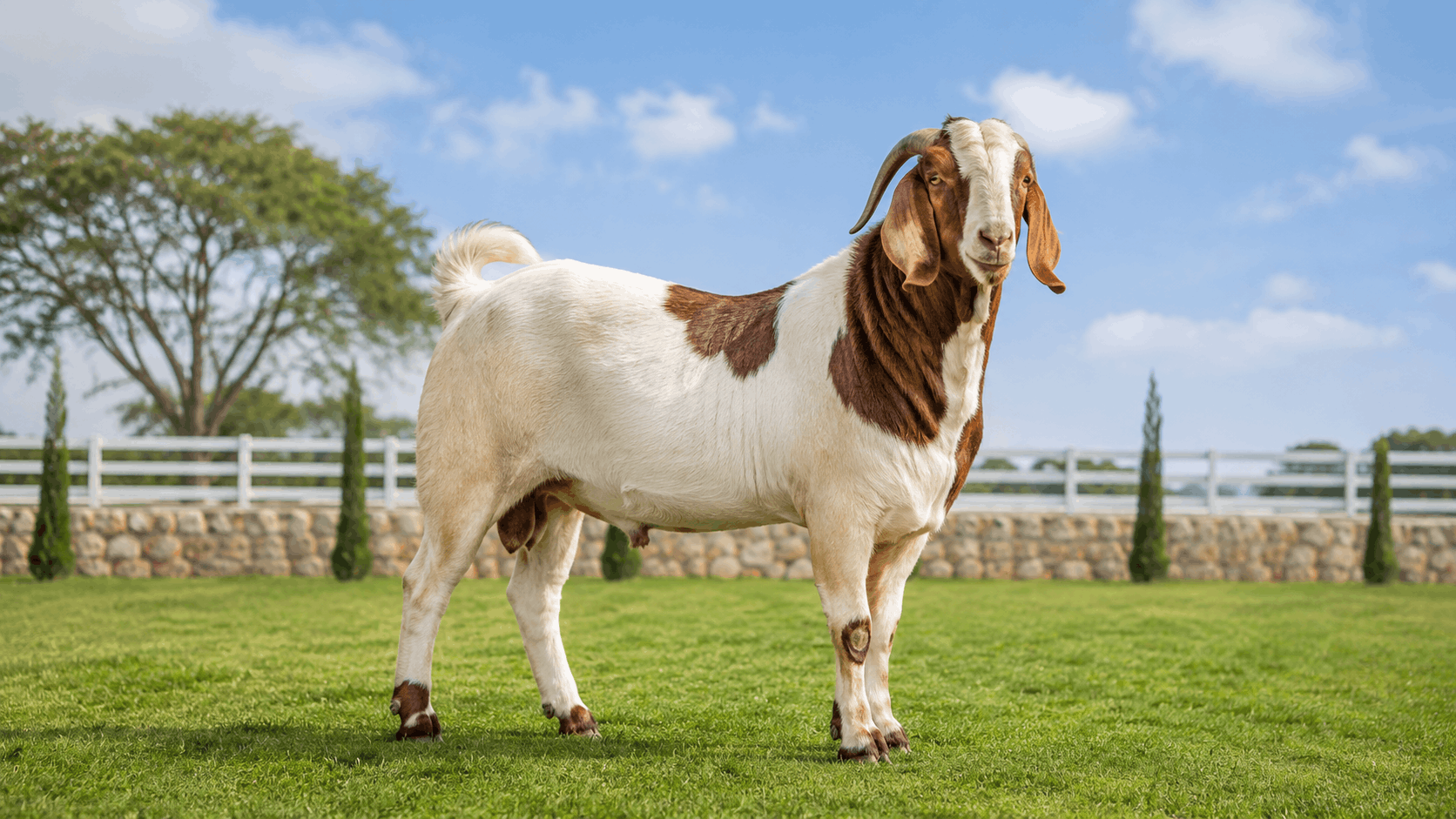 Kambing Super Qurban
