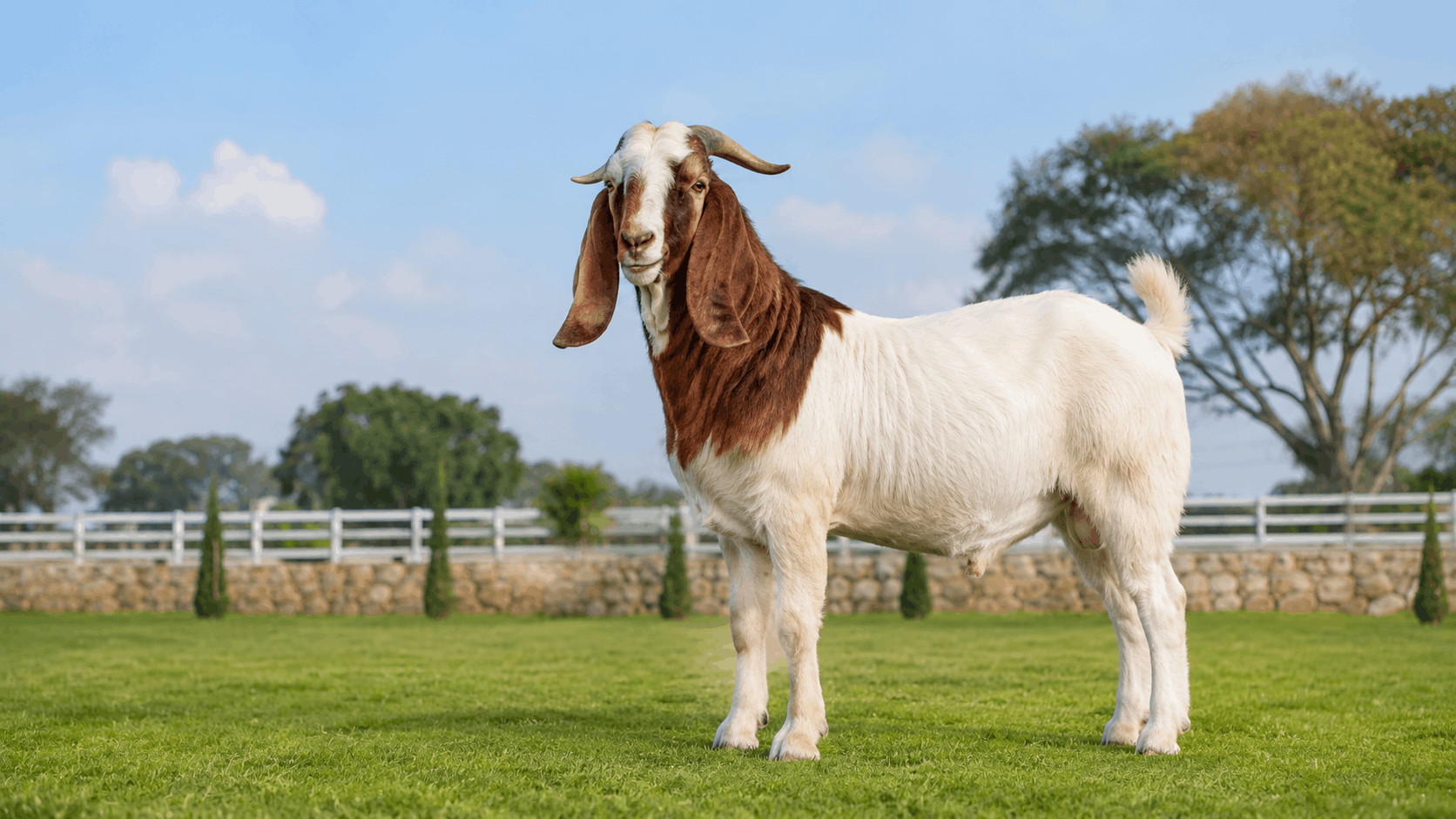Kambing Jawa Randu