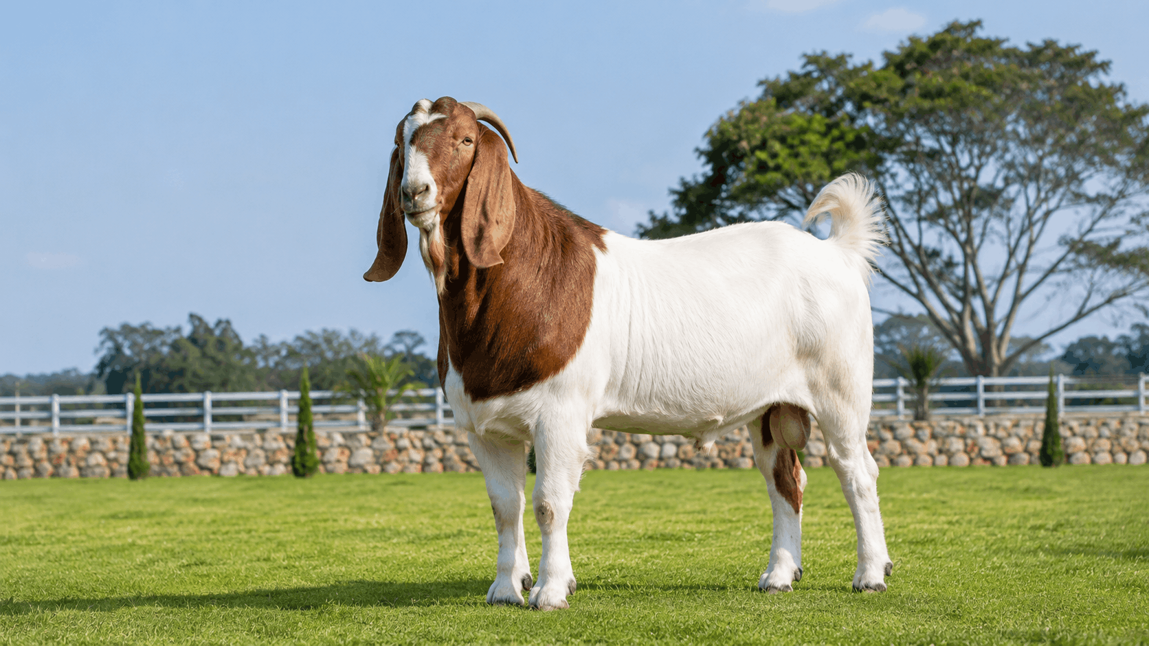 Kambing Etawa Jumbo