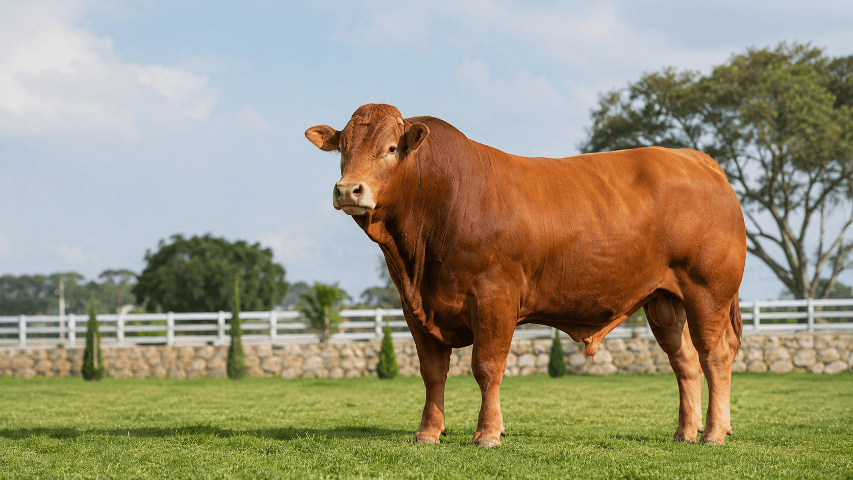 Sapi Limosin Premium